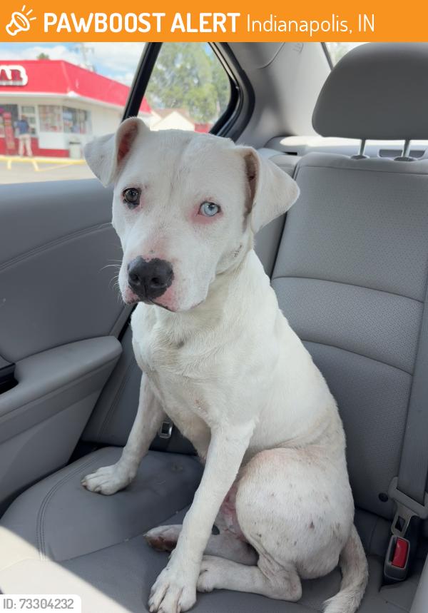 Found/Stray Female Dog last seen Holmes & 10th St, Indianapolis, Indianapolis, IN 46222