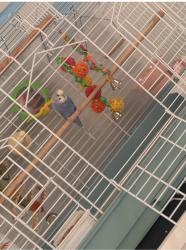 Lost Female Bird last seen Cottonwood subdivision, Sevier County, TN 37876