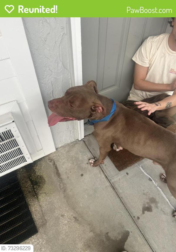 Reunited Male Dog last seen blue collar no tag, Tallahassee, FL 32304