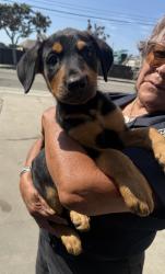 Found/Stray Male Dog last seen Cerise Ave and Rosecrans Ave, Hawthorne, CA 90250