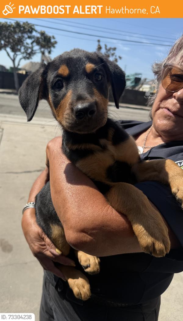 Found/Stray Male Dog last seen Cerise Ave and Rosecrans Ave, Hawthorne, CA 90250