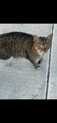 Found/Stray Male Cat last seen Seen in the alley near W Franklin and N Albany in Chicago., Chicago, IL 60612