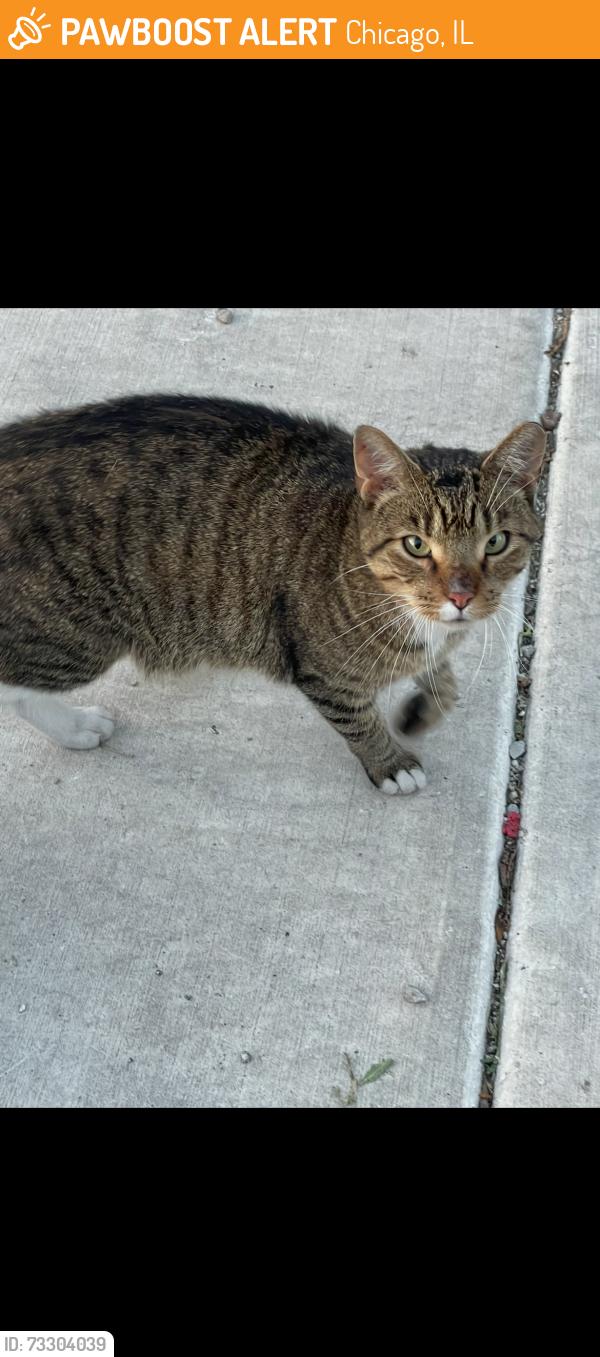 Found/Stray Male Cat last seen Seen in the alley near W Franklin and N Albany in Chicago., Chicago, IL 60612