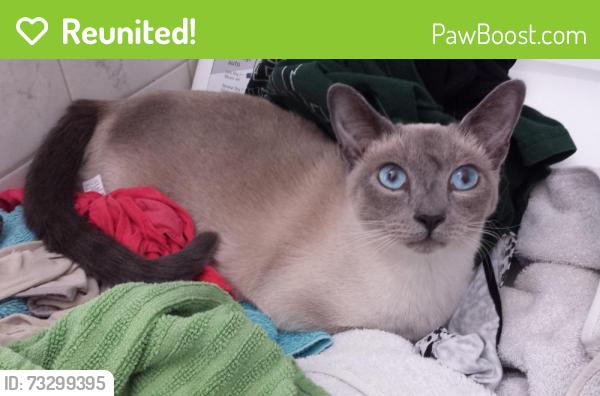 Reunited Female Cat last seen Jason Park, Candiac, QC J5R 3R4