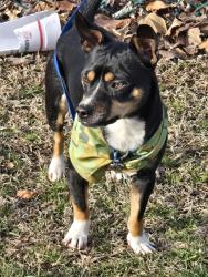 Reunited Male Dog last seen McClardy, Clarksville, TN 37042