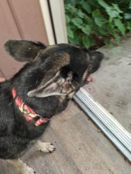 Found/Stray Female Dog last seen A dirt rd between 325 and 301, Alachua County, FL 32640