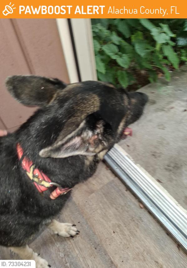 Found/Stray Female Dog last seen A dirt rd between 325 and 301, Alachua County, FL 32640