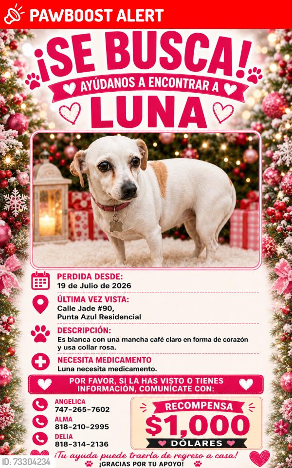 Lost Female Dog last seen Punta Azul Residencial, Playas de Rosarito, B.C. 22713