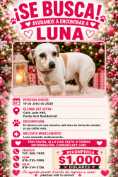 Lost Female Dog last seen Punta Azul Residencial, Playas de Rosarito, B.C. 22713