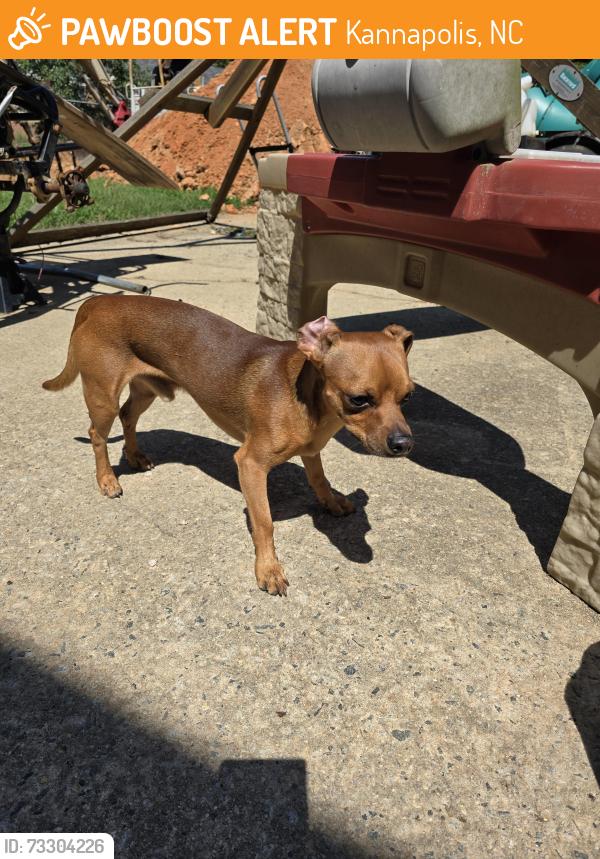 Found/Stray Male Dog last seen E 22nd Street and Nellie street, Kannapolis, NC 28083
