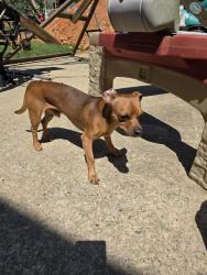Found/Stray Male Dog last seen E 22nd Street and Nellie street, Kannapolis, NC 28083