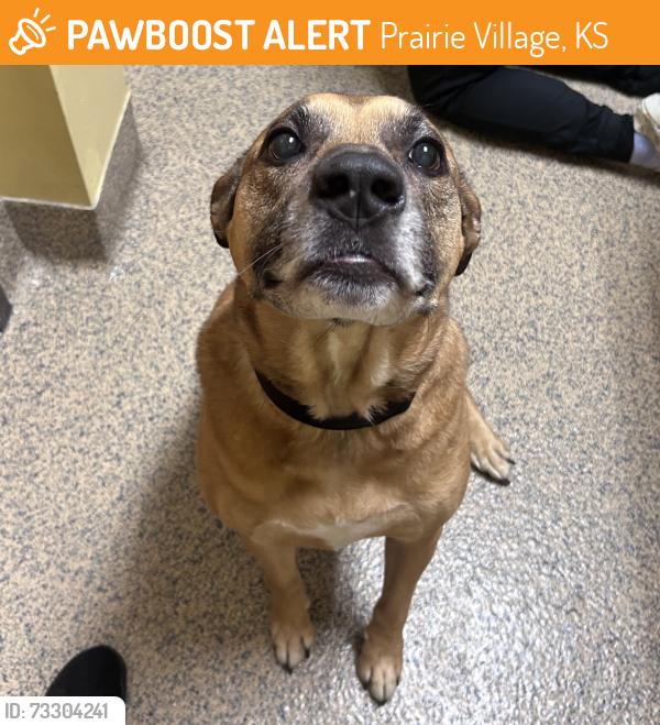 Found/Stray Male Dog last seen Near Tomahawk Road, Prairie Village, KS 66208