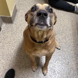 Found/Stray Male Dog last seen Near Tomahawk Road, Prairie Village, KS 66208