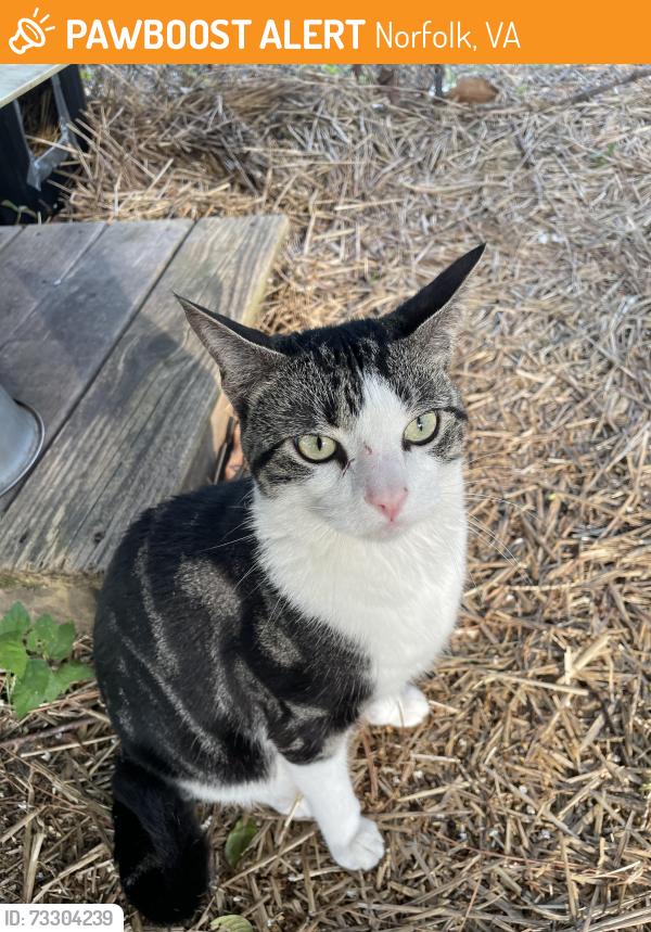 Found/Stray Male Cat last seen Orapax Restaurant, Norfolk, VA 23507