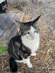 Found/Stray Male Cat last seen Orapax Restaurant, Norfolk, VA 23507