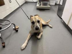 Shelter Stray Female Dog last seen Near block of NW 45th Street, Seattle, WA, 2061 15th Ave W, Seattle, WA 98119, USA
