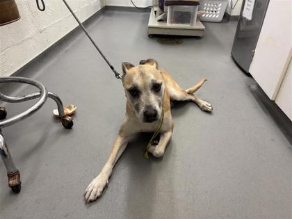 Shelter Stray Female Dog last seen Near block of NW 45th Street, Seattle, WA, 2061 15th Ave W, Seattle, WA 98119, USA