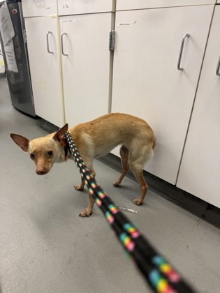 Shelter Stray Female Dog last seen Harborview Medical Center, Seattle, WA, 2061 15th Ave W, Seattle, WA 98119, USA
