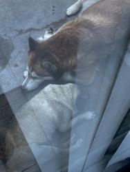 Reunited Unknown Dog last seen Near S West St, Anaheim, CA 92802, USA, Anaheim, CA 92802