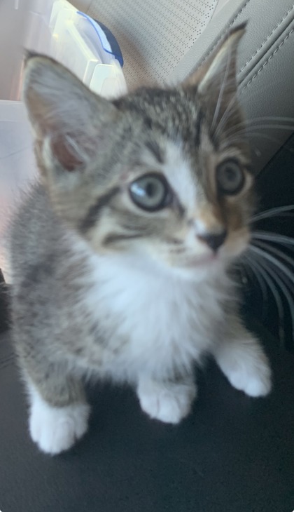 Shelter Stray Male Cat last seen Near Bell Rd, Knox County ASO, TN, 3201 Division St, Knoxville, TN 37919, USA