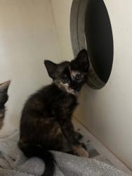 Shelter Stray Female Cat last seen Glenwood Estates, Decatur, GA 30030, 30030, GA, 3280 Chamblee Dunwoody Rd, Chamblee, GA 30341, USA