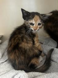 Shelter Stray Female Cat last seen Glenwood Estates, Decatur, GA 30030, 30030, GA, 3280 Chamblee Dunwoody Rd, Chamblee, GA 30341, USA