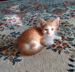 Shelter Stray Male Cat last seen Near Lauretta Ave, 21223, MD, 2490 Giles Rd, Baltimore, MD 21225, USA