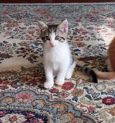 Shelter Stray Male Cat last seen Near Lauretta Ave, 21223, MD, 2490 Giles Rd, Baltimore, MD 21225, USA