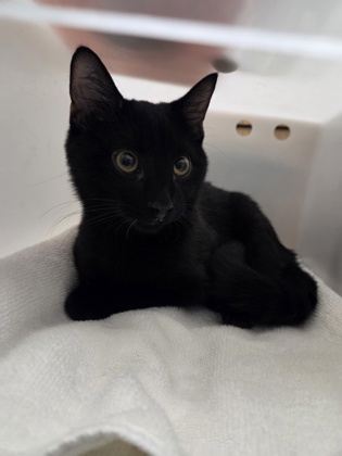 Shelter Stray Male Cat last seen Near 6th st, 21225, MD, 2490 Giles Rd, Baltimore, MD 21225, USA