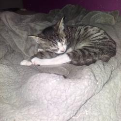 Lost Female Cat last seen Near san ygnacio rd sw, Albuquerque, NM 87105