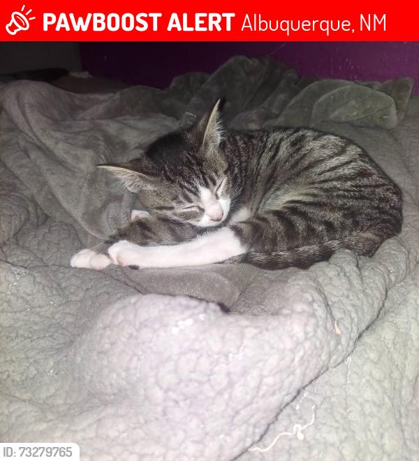 Lost Female Cat last seen Near san ygnacio rd sw, Albuquerque, NM 87105