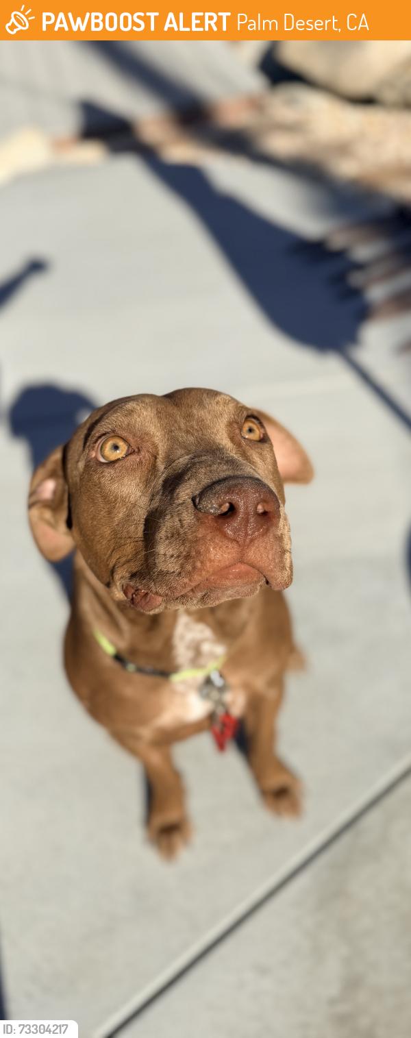 Found/Stray Female Dog last seen Country Club Palm Desert, CA, Palm Desert, CA 92211