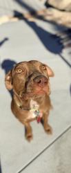 Found/Stray Female Dog last seen Country Club Palm Desert, CA, Palm Desert, CA 92211