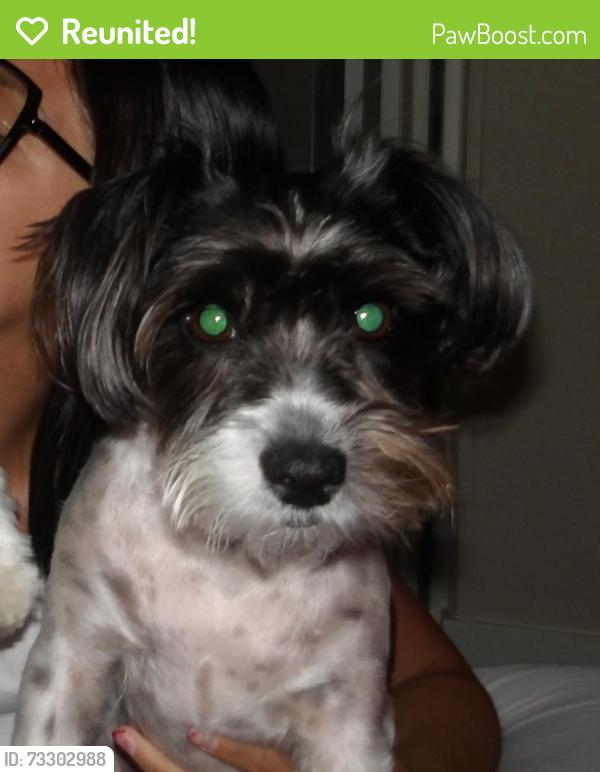 Reunited Male Dog last seen La Riviera Dr, Sacramento, CA 95826, USA, Sacramento, CA 95826