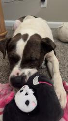 Found/Stray Male Dog last seen N/a, Fayetteville, NC 28303