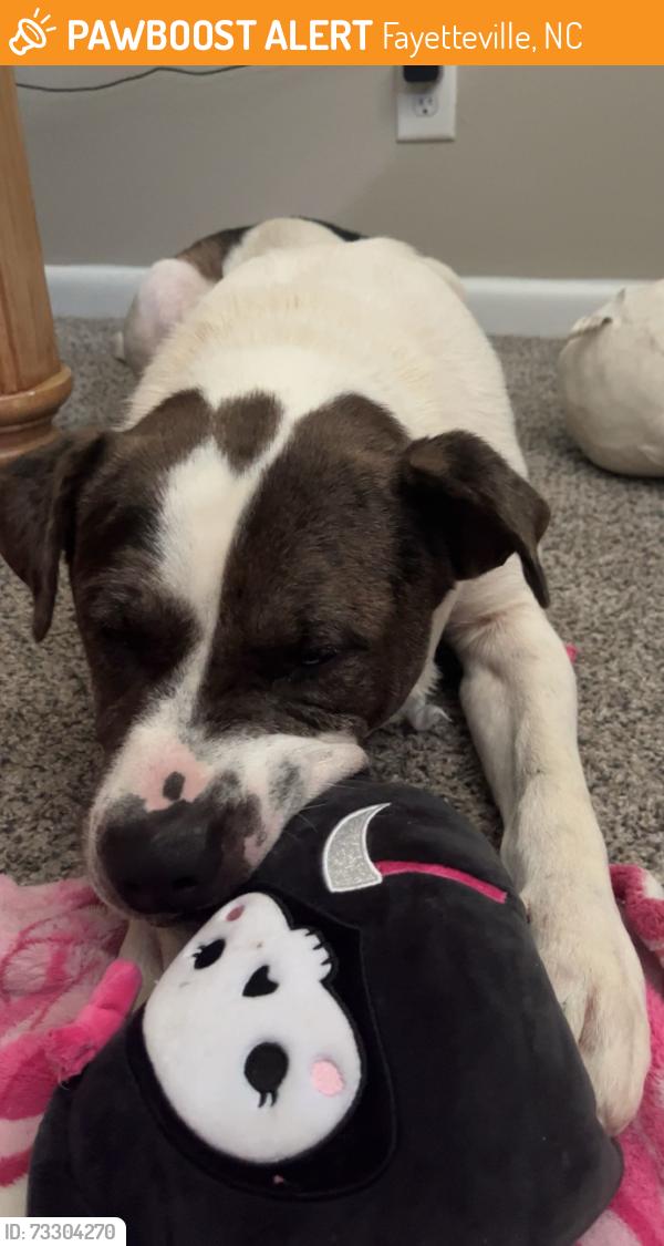 Found/Stray Male Dog last seen N/a, Fayetteville, NC 28303