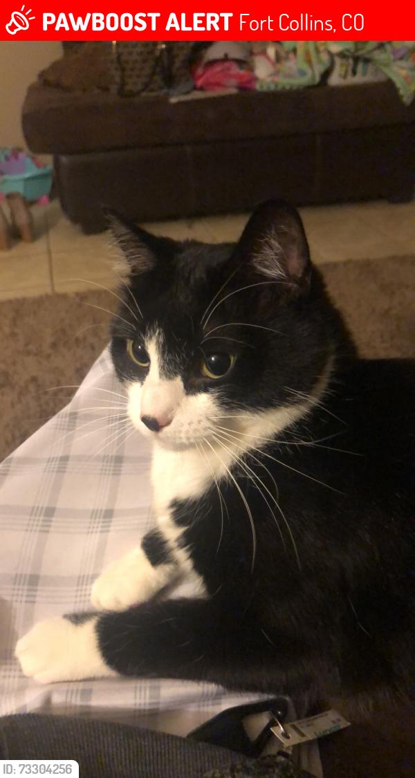 Lost Female Cat last seen Gary dr, Fort Collins, CO 80525