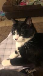 Lost Female Cat last seen Gary dr, Fort Collins, CO 80525