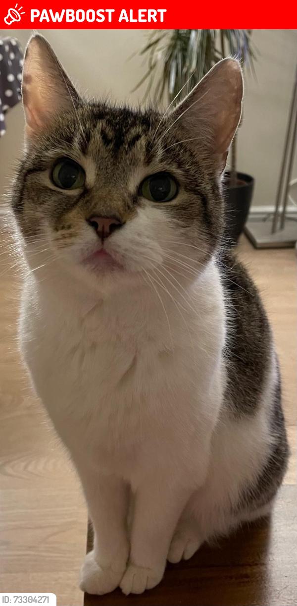 Lost Female Cat last seen Moneyhall est, West Midlands, England 