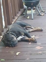 Lost Male Dog last seen Avery sy and Powell Dr, Garner, NC 27529