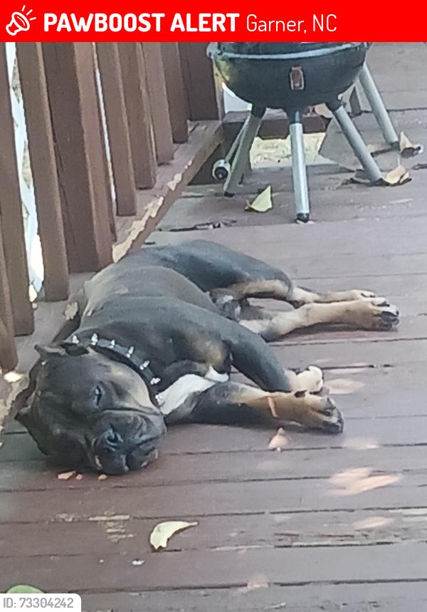 Lost Male Dog last seen Avery sy and Powell Dr, Garner, NC 27529