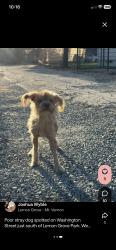 Reunited Unknown Dog last seen Washington St, Lemon Grove, CA 91945, USA, Lemon Grove, CA 91945
