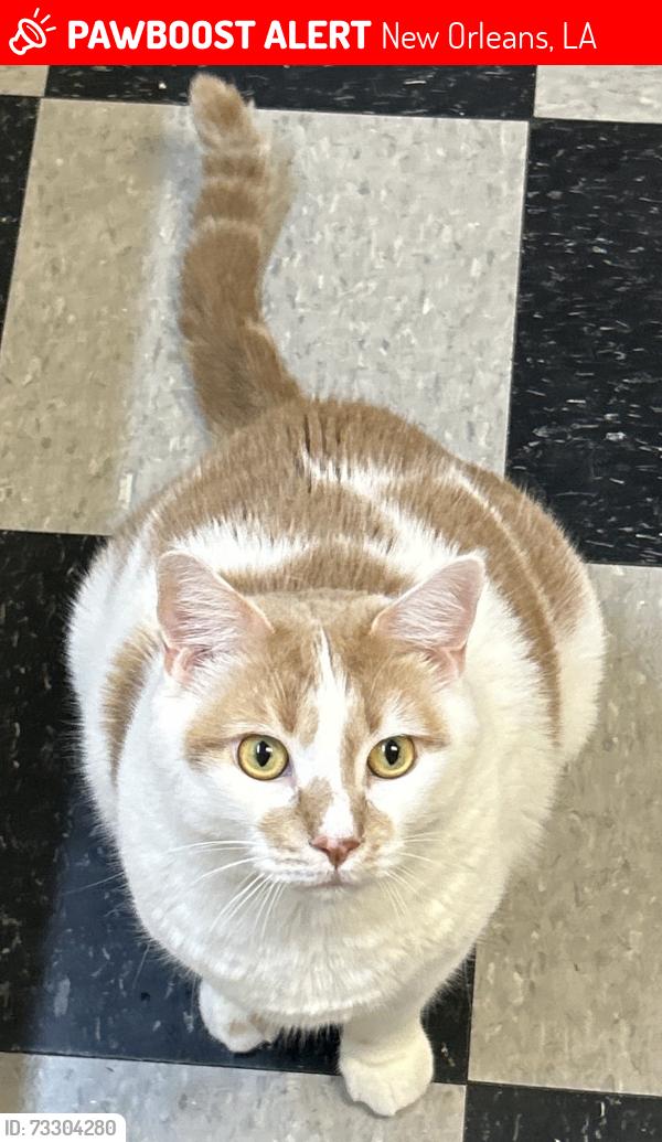 Lost Male Cat last seen Painters St, New Orleans, LA 70122