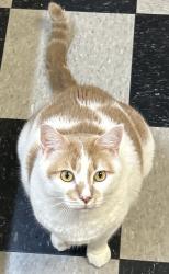 Lost Male Cat last seen Painters St, New Orleans, LA 70122