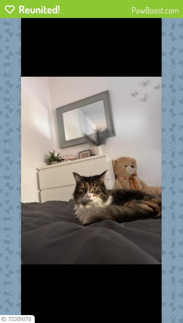 Reunited Female Cat last seen Around Short Heath Park, West Midlands, England B23 5RG