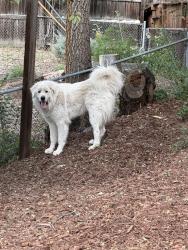 Reunited Unknown Dog last seen Off of Florida and Shoshone Street, Denver, CO 80223