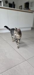 Lost Male Cat last seen Powdermill lane, Royal Tunbridge Wells, England TN4 0BT