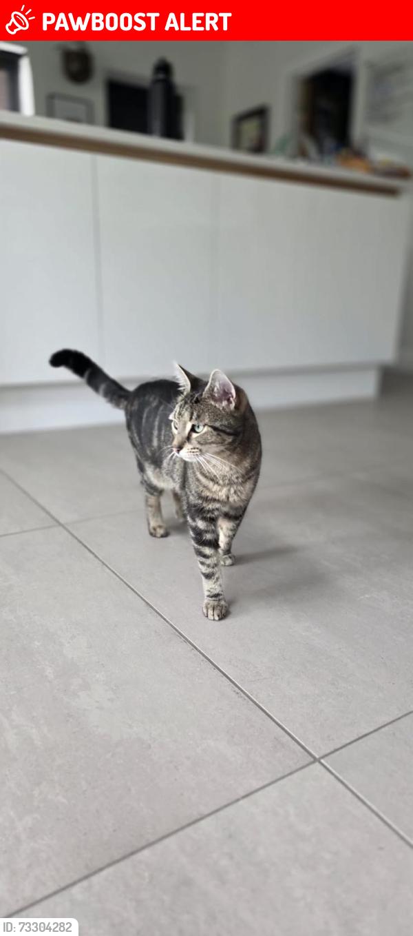 Lost Male Cat last seen Powdermill lane, Royal Tunbridge Wells, England TN4 0BT