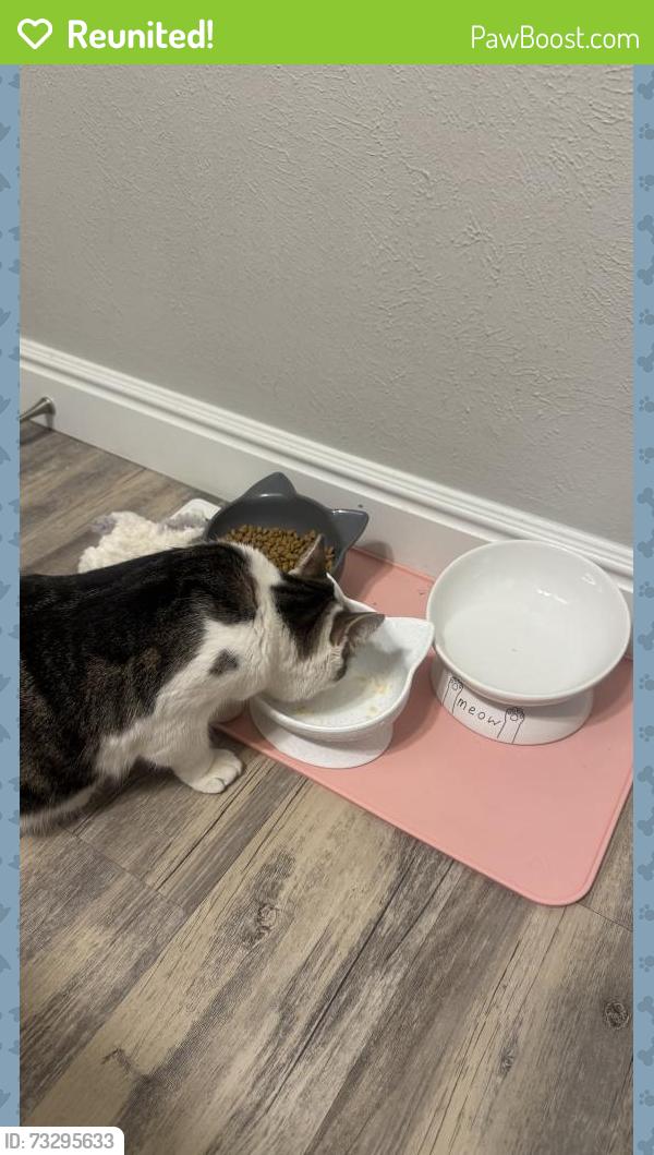 Reunited Female Cat last seen S Chambers Rd and Pheasant Run Pkwy, Aurora, CO 80015