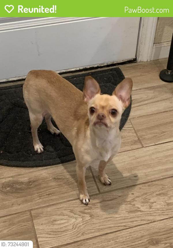 Reunited Female Dog last seen Ling Branch Park Killeen, Killeen, TX 76543